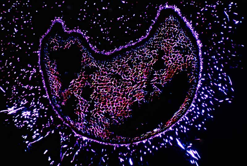 Dunkelfelddiagnostik und Therapie Naturheilpraxis Dunkelfelddiagnostik