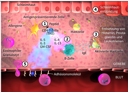 Zelluläre Prozesse der Immunreaktion mit Mastzellen, B-Zellen, CD4-T-Zellen und Histaminfreisetzung – Mikroimmuntherapie zur Regulation auf zellulärer Ebene